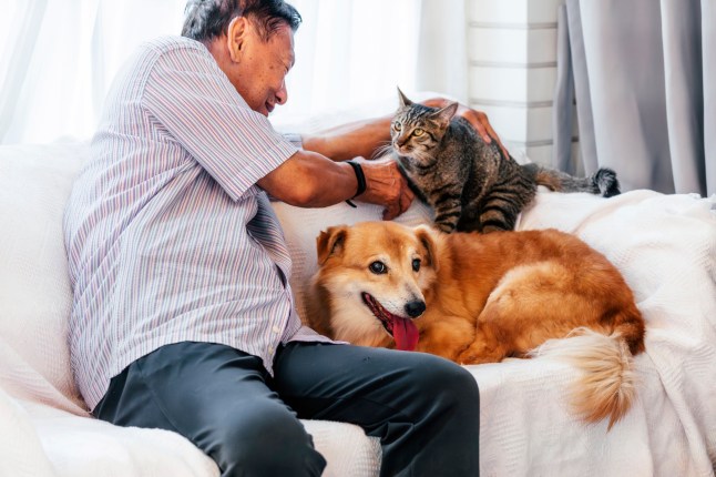 Senior man playing with dog and cat at home