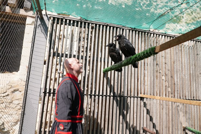 Two raven chicks have been given a home at the Tower of London in accordance with a legend about the safety of the kingdom. The five-week-olds named Henry and Poe, which are already almost at full size, are getting used to life in their new surroundings. They will spend the next few weeks getting used to their new home before they venture out of the enclosure and begin to explore the Tower. Their arrival is highly symbolic because King Charles II is said to have decreed that if the ravens ever leave the Tower then the kingdom and the monarch will fall, and six must be present in the stronghold at all times. The new arrivals take the total number to eight and come after the Metro revealed last year how one of the birds met a grisly end when he caught his head in a cage and was killed by his fellow birds.