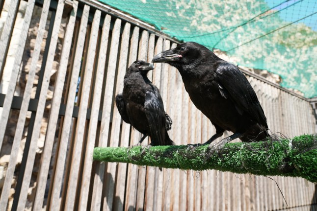Two raven chicks have been given a home at the Tower of London in accordance with a legend about the safety of the kingdom. The five-week-olds named Henry and Poe, which are already almost at full size, are getting used to life in their new surroundings. They will spend the next few weeks getting used to their new home before they venture out of the enclosure and begin to explore the Tower. Their arrival is highly symbolic because King Charles II is said to have decreed that if the ravens ever leave the Tower then the kingdom and the monarch will fall, and six must be present in the stronghold at all times. The new arrivals take the total number to eight and come after the Metro revealed last year how one of the birds met a grisly end when he caught his head in a cage and was killed by his fellow birds.